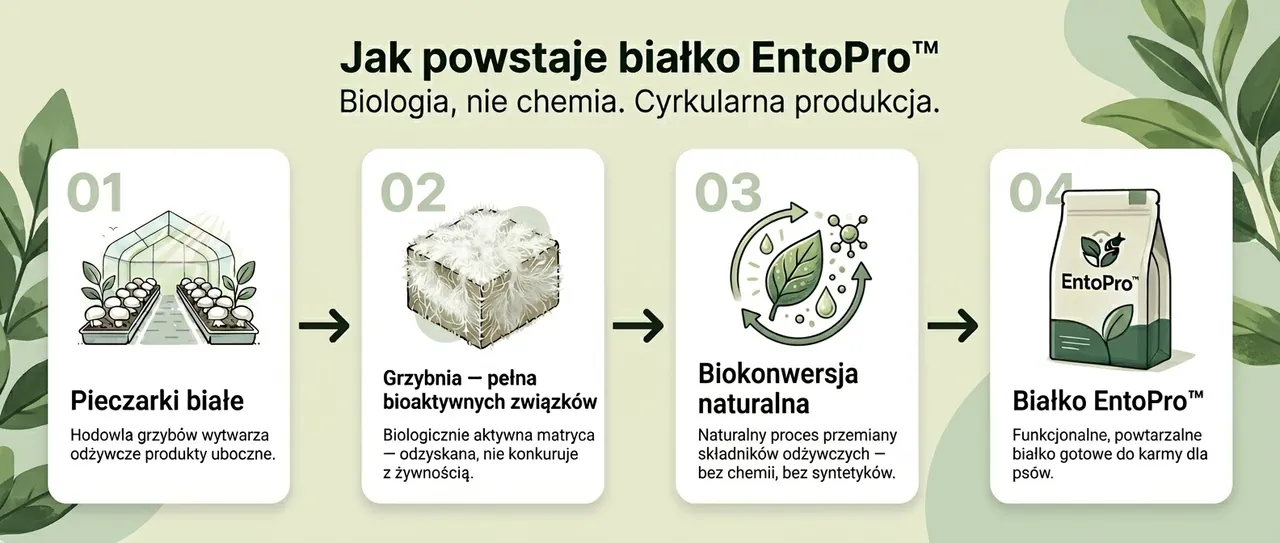 Jak powstaje białko EntoPro™