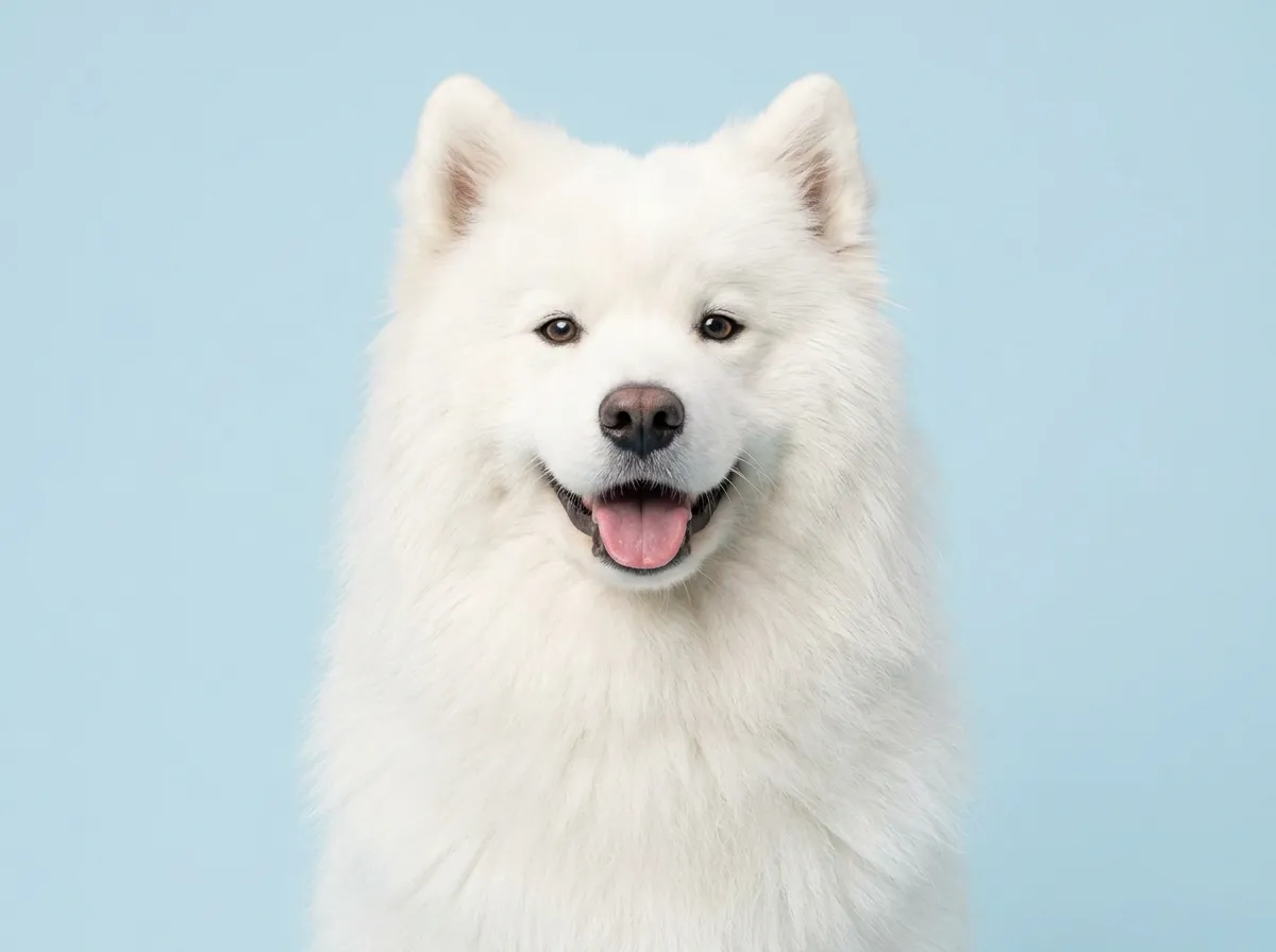 Pogodny, zdrowy samoyed w zbliżeniu