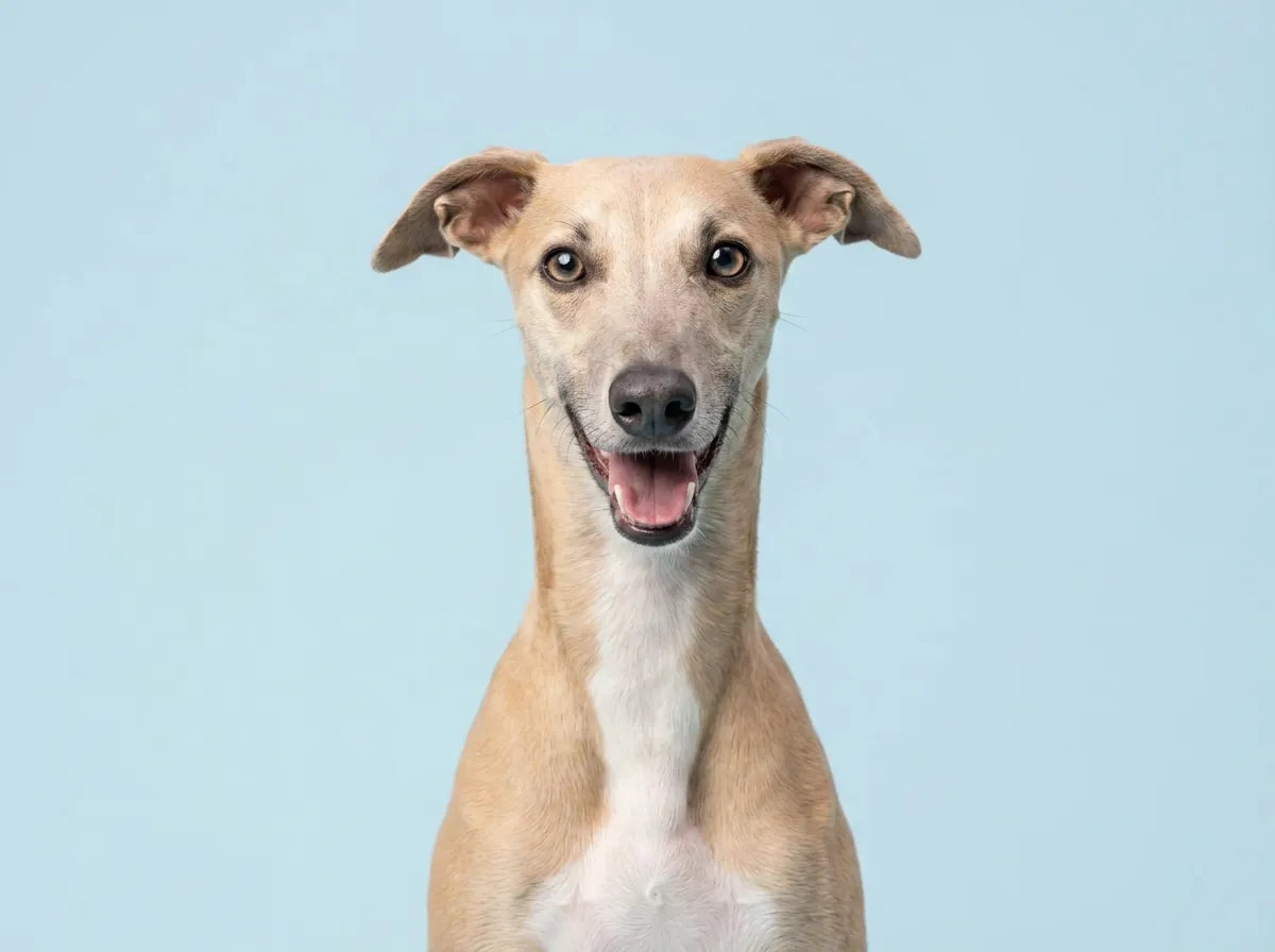 Pogodny, zdrowy whippet w zbliżeniu